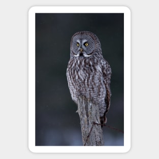 Great Grey Owl Sticker